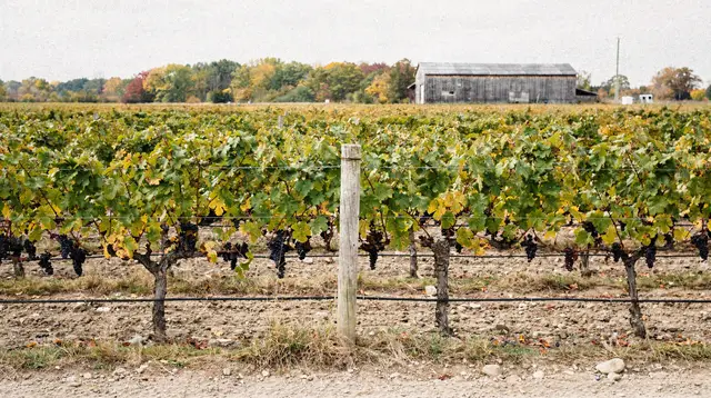 Niagara wine region