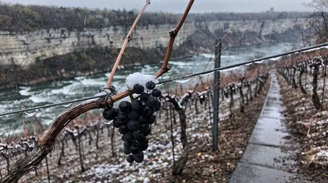 Ice wine explained: how Niagara freezes grapes into dessert wine